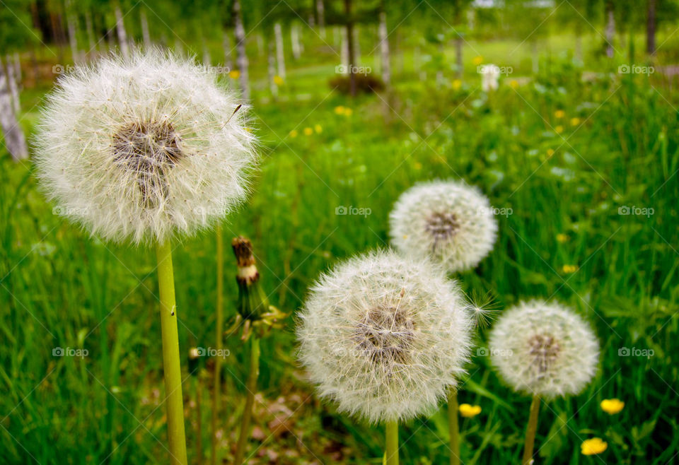 Dandelion seed.