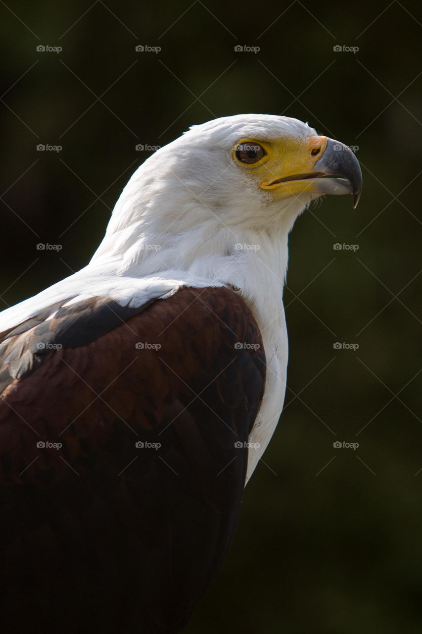 eagle