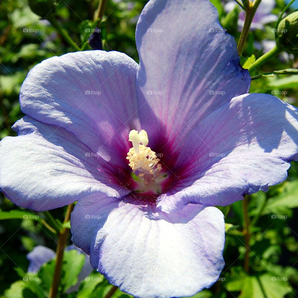 purple flower