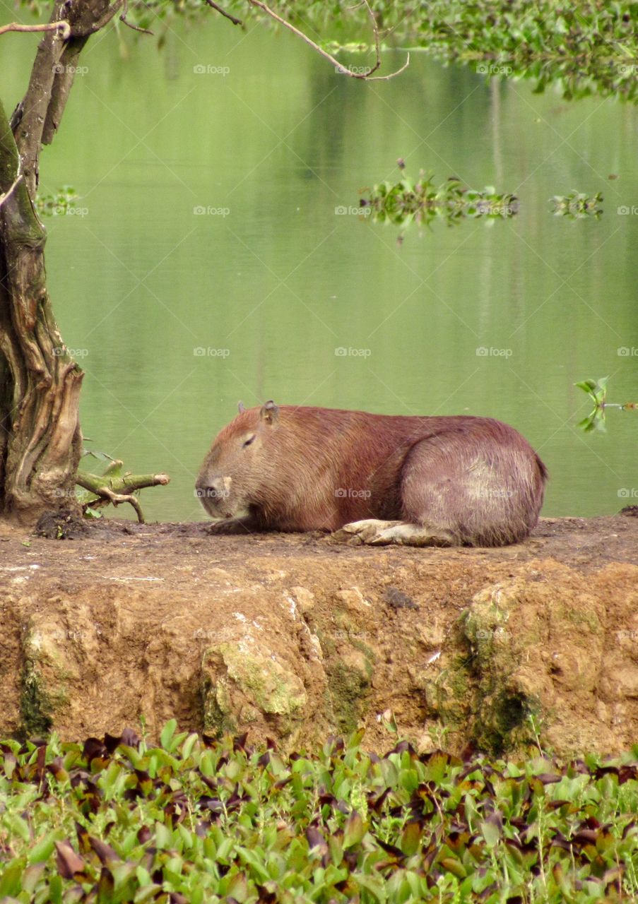 Capybara in lake beautiful scene