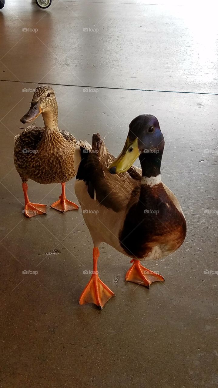 Duck couple