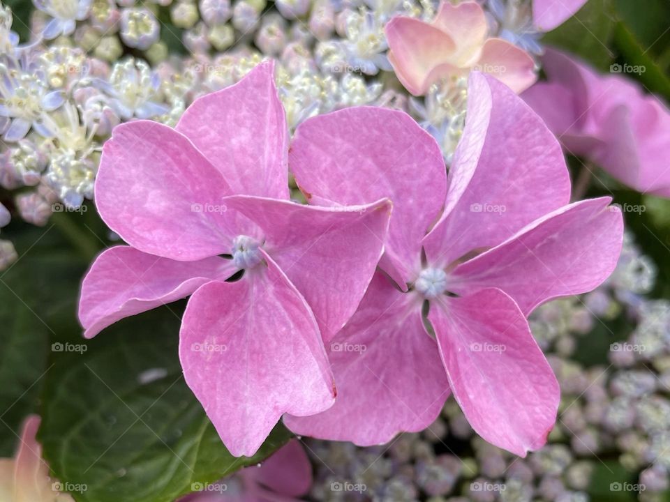 Hydrangeas