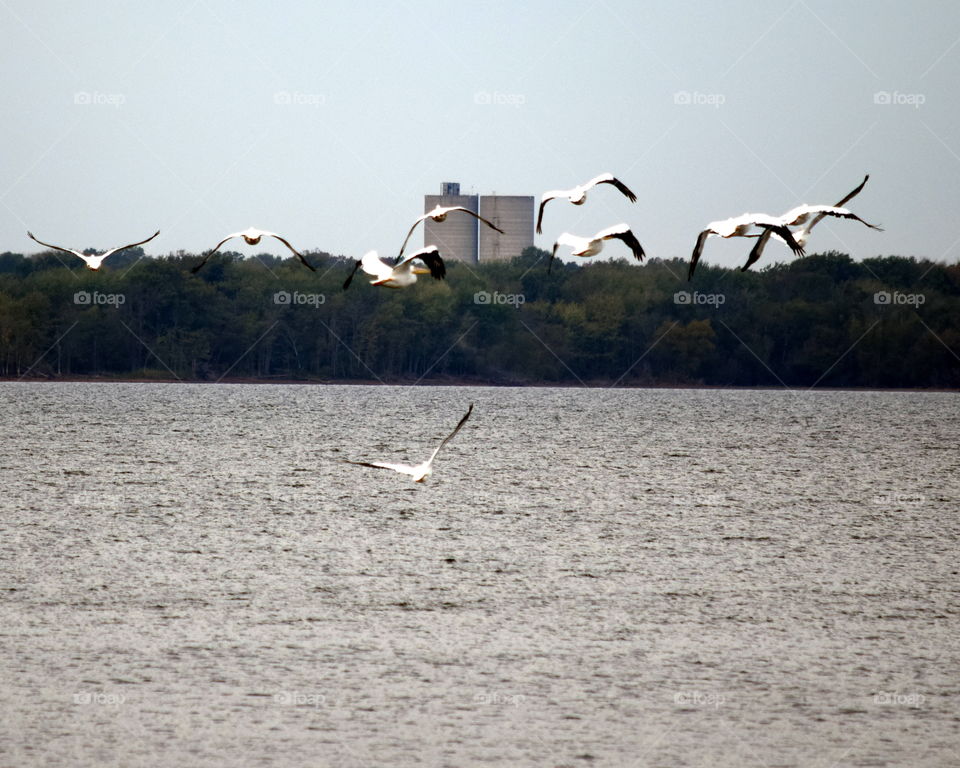Pelicans