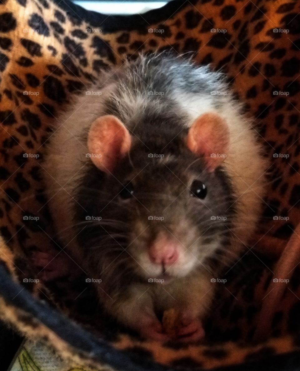 My little miss Ellie May in her hammock.