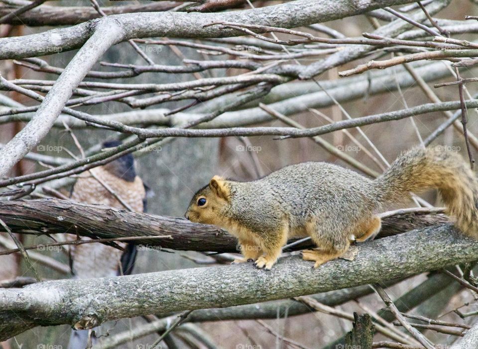 Fox squirrel having a face off with a hawk