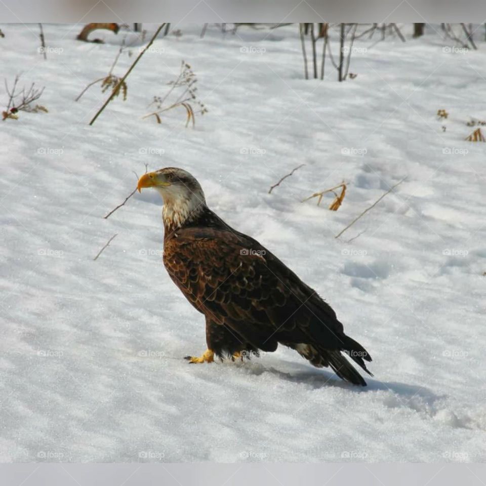 Eagles of Wisconsin