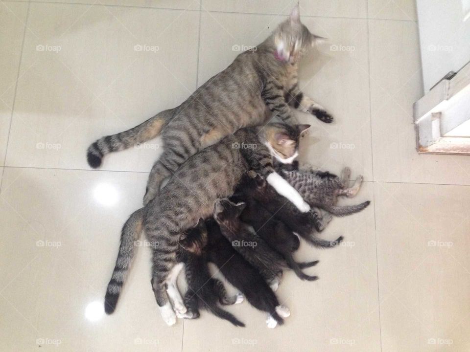 Lovely cat family