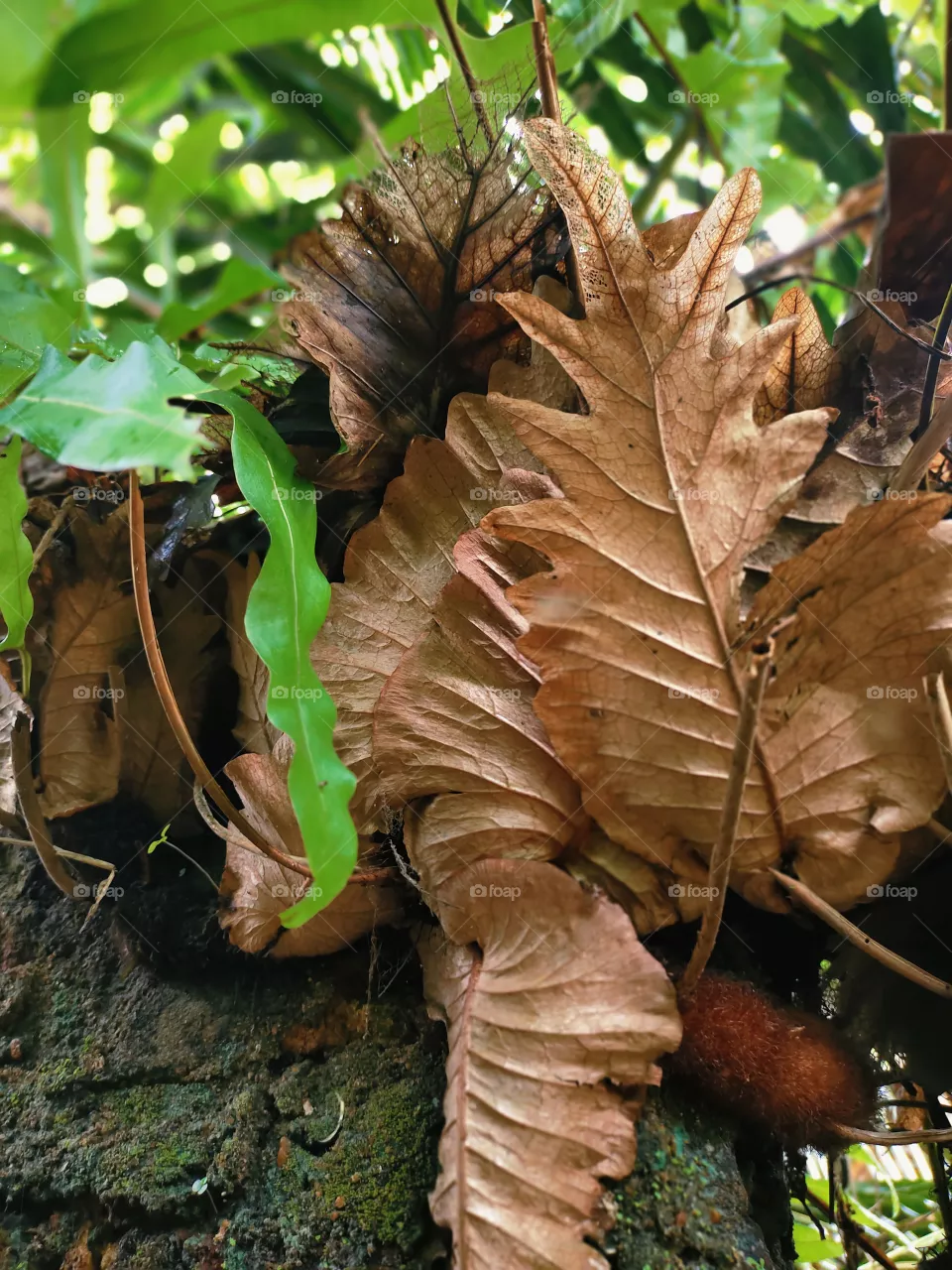 tropical dry leaf
