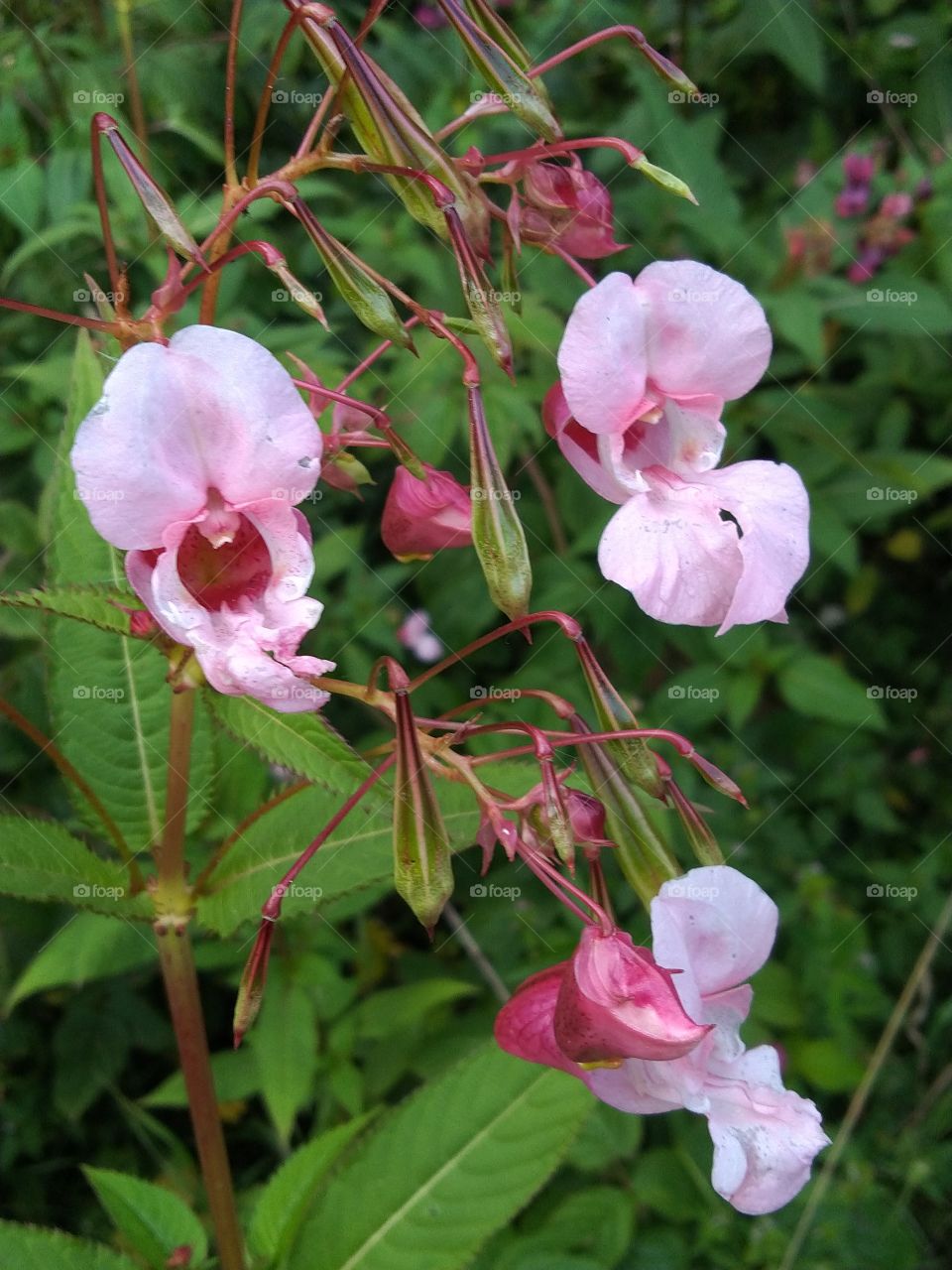 цветок Недотрога