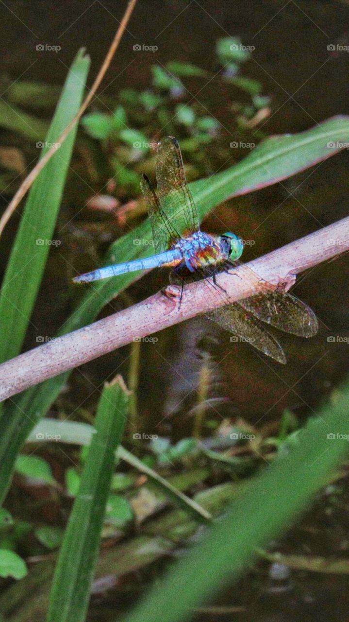 blue dragonfly perched on stem
