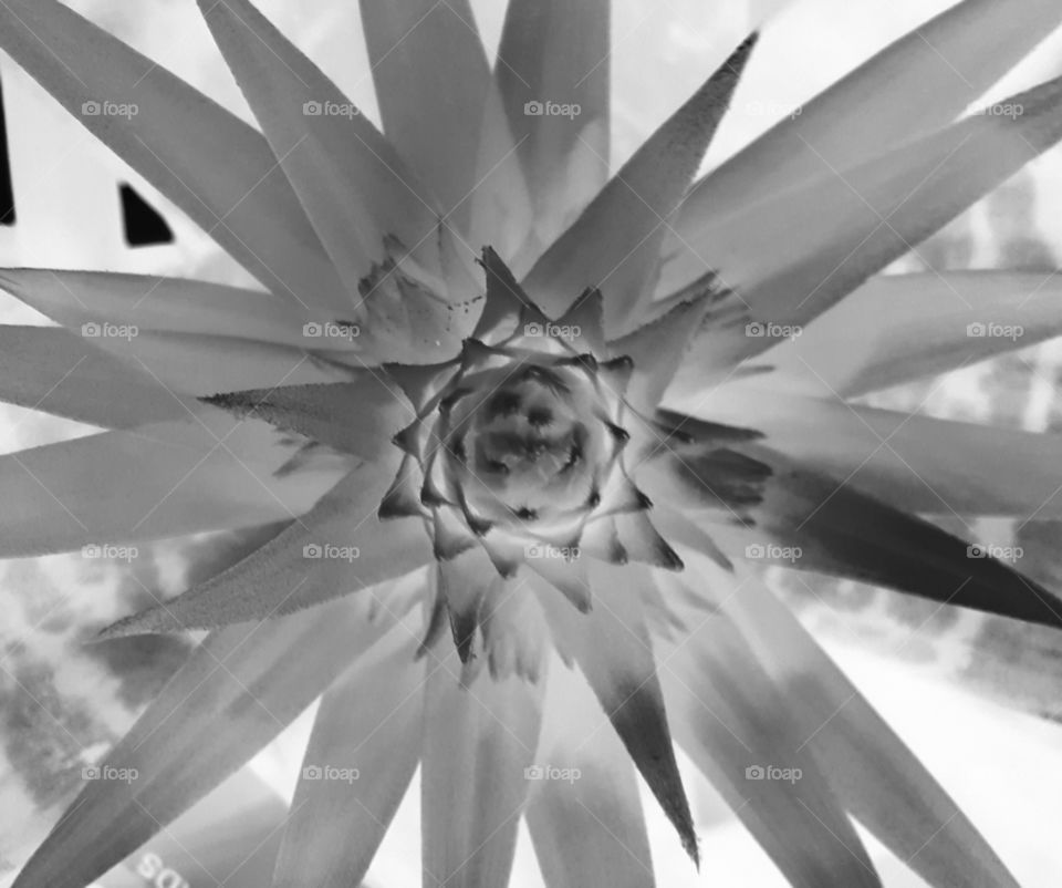 botanical grayscale