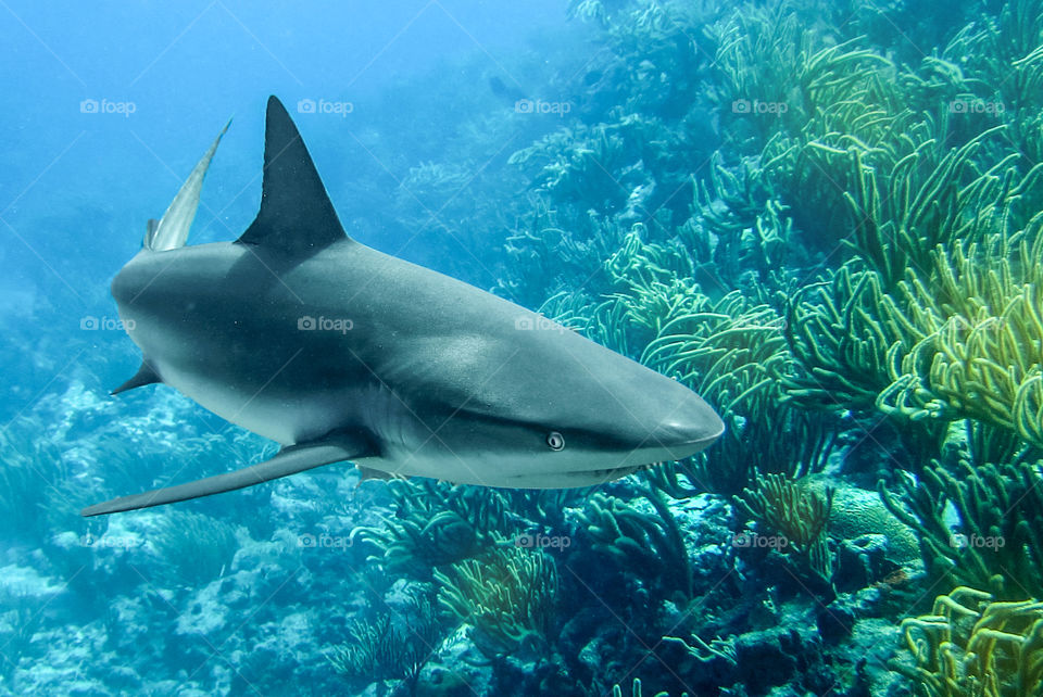 Grey reef shark. 