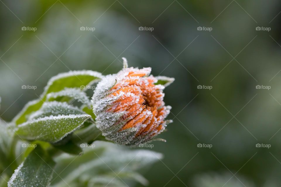  Closeup of orange summer flower covered with beautiful white frost ice crystals 