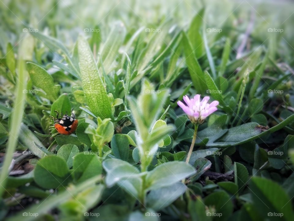 A Single Orange Ladybug Upside-down with Purple Flower in a Green Pasture