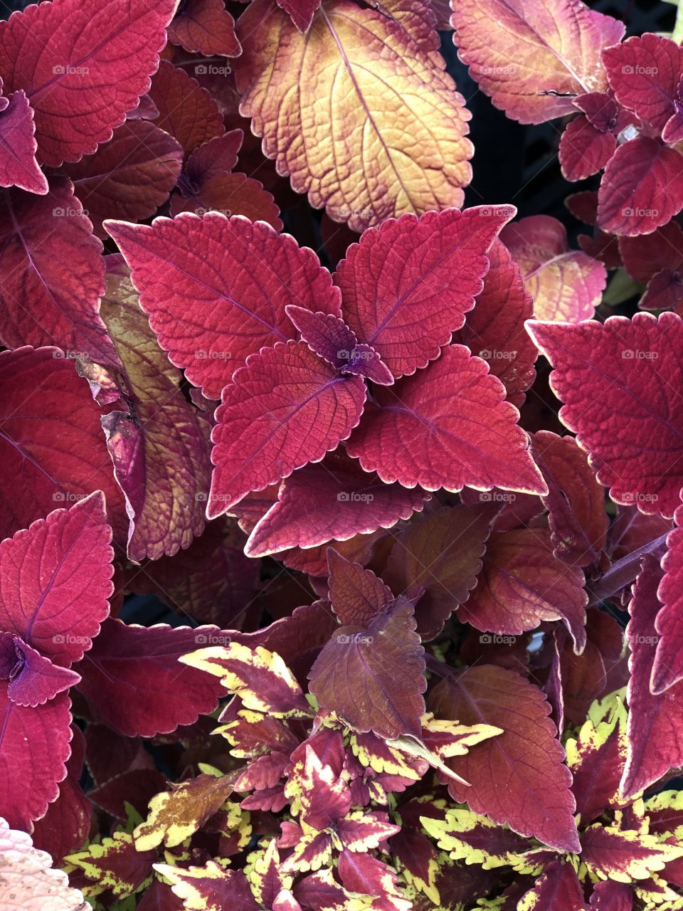 Red coleus closeup