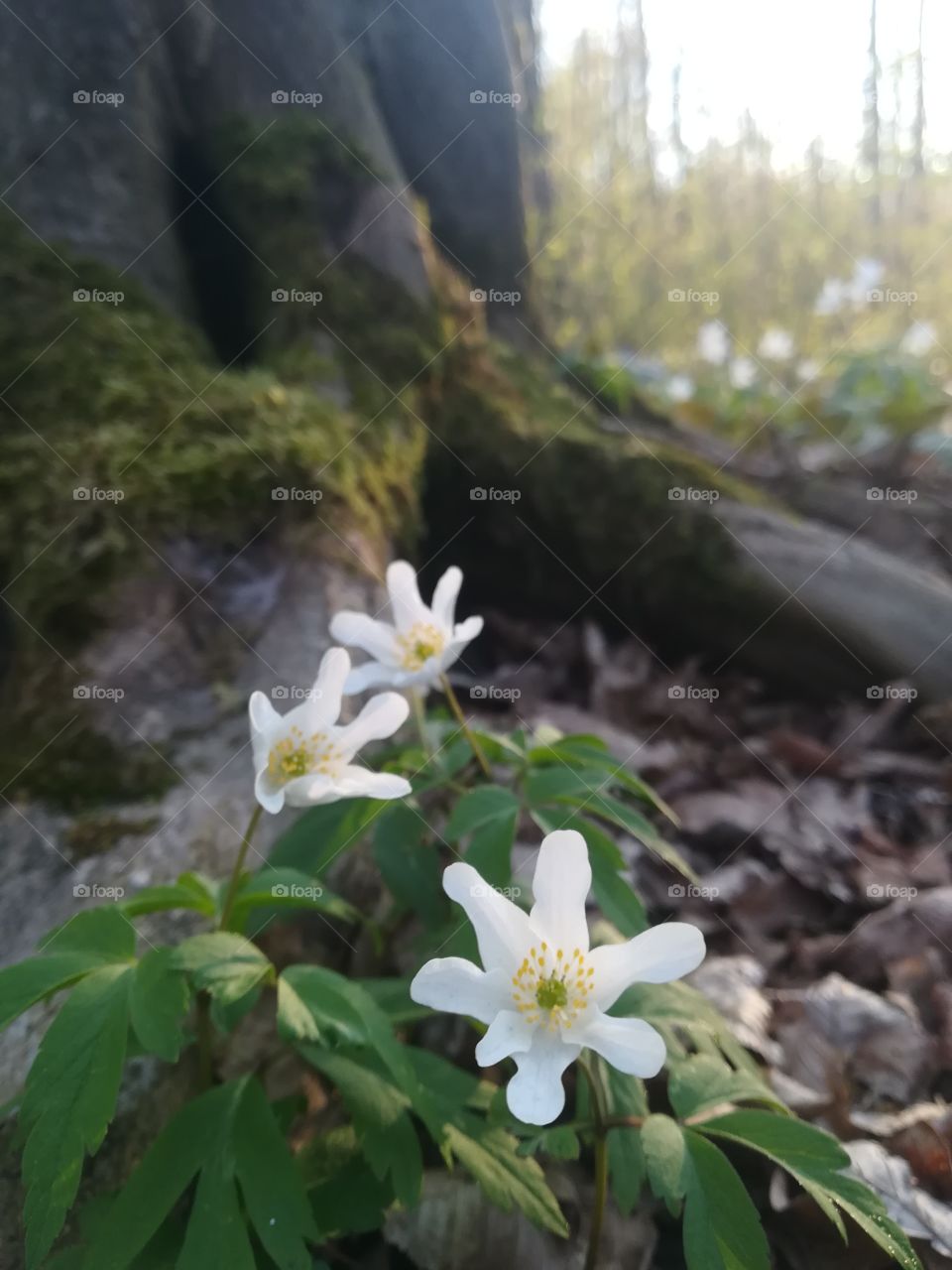 Spring in the forest