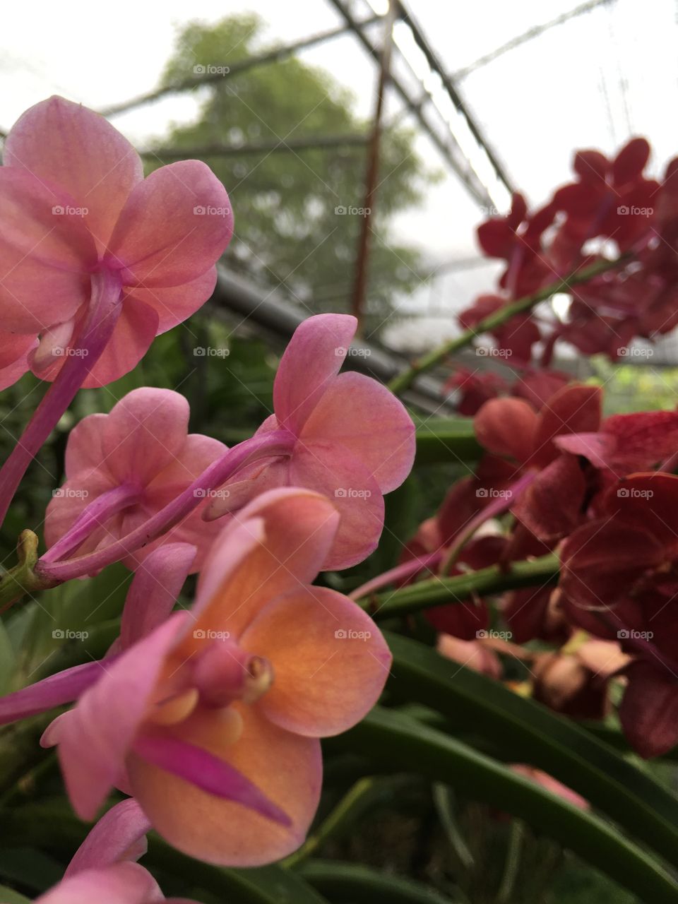 Thailand Orchids 