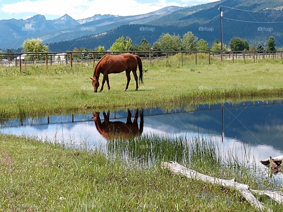 horse grazing, reflection