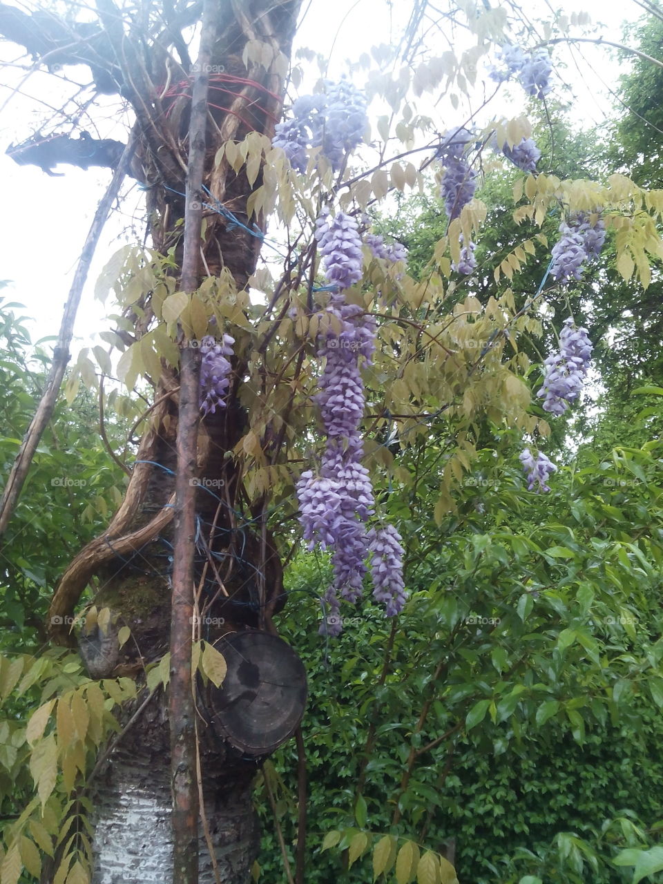 purple creeper revived old cherry