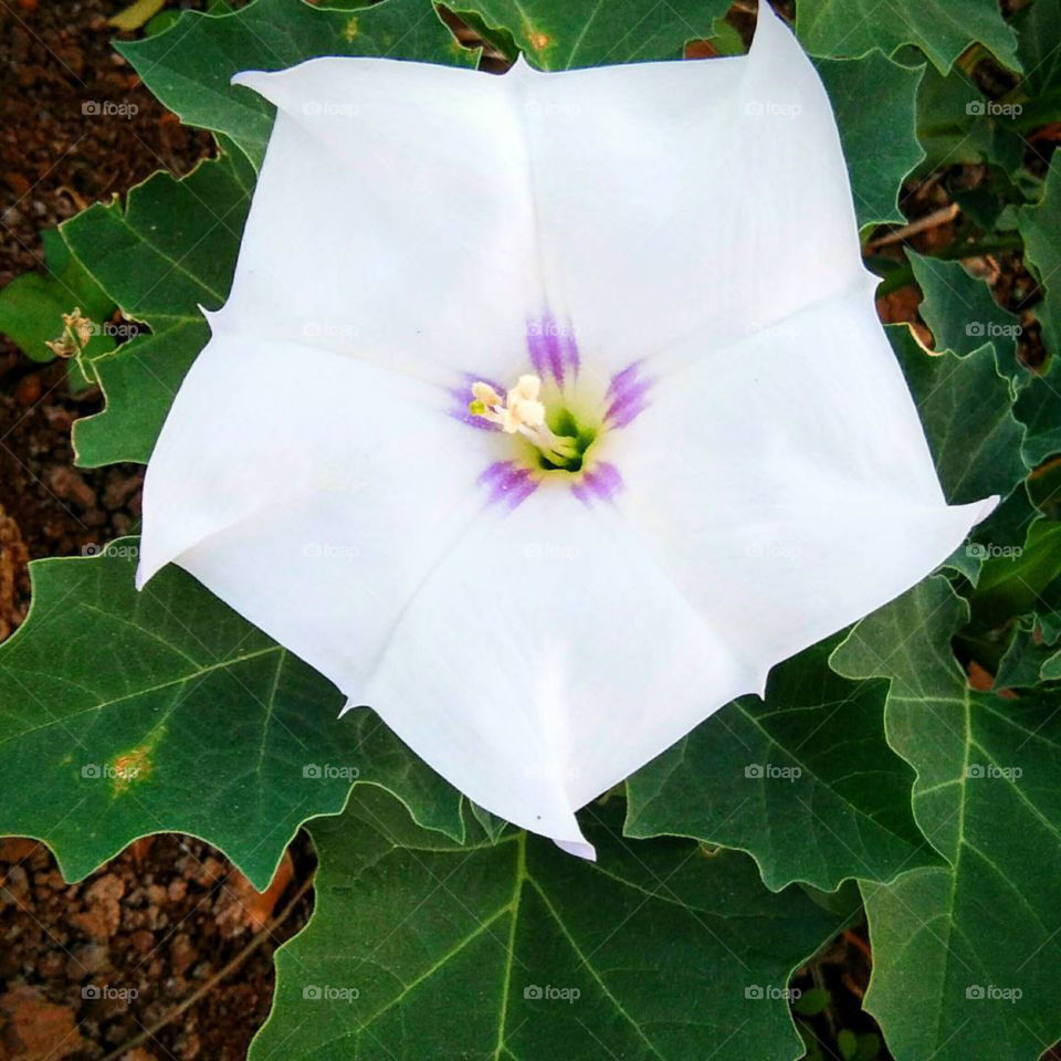White flower upper view on plant