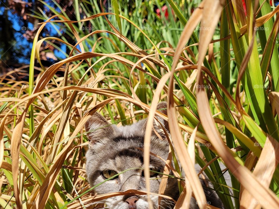 Cat Playing in Tall Grass like a Lioness