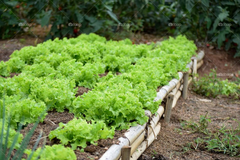 vegetable garden