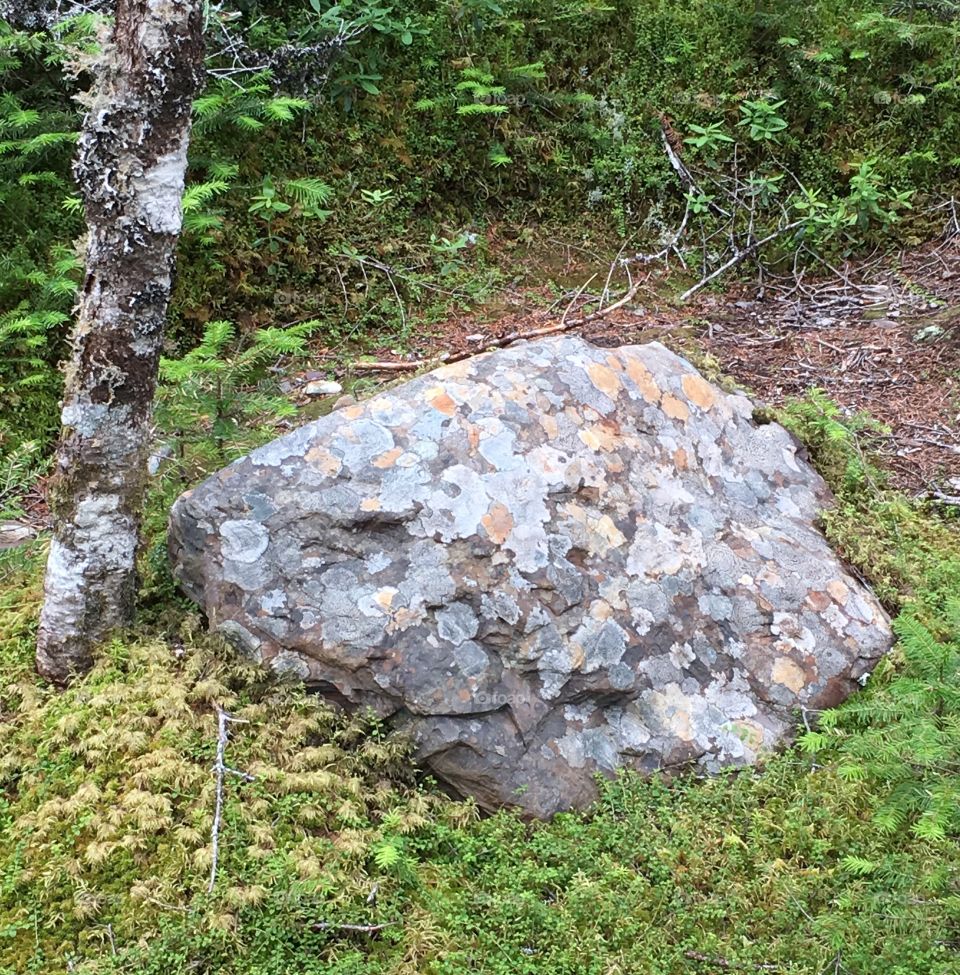 Spotted Rock