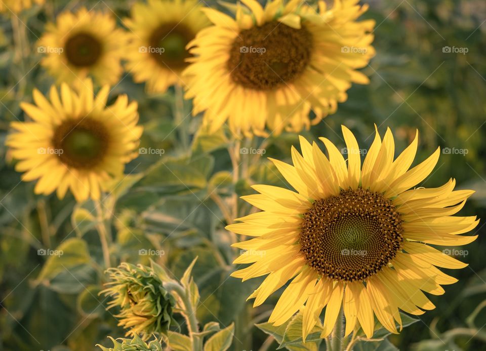 Sunflower field