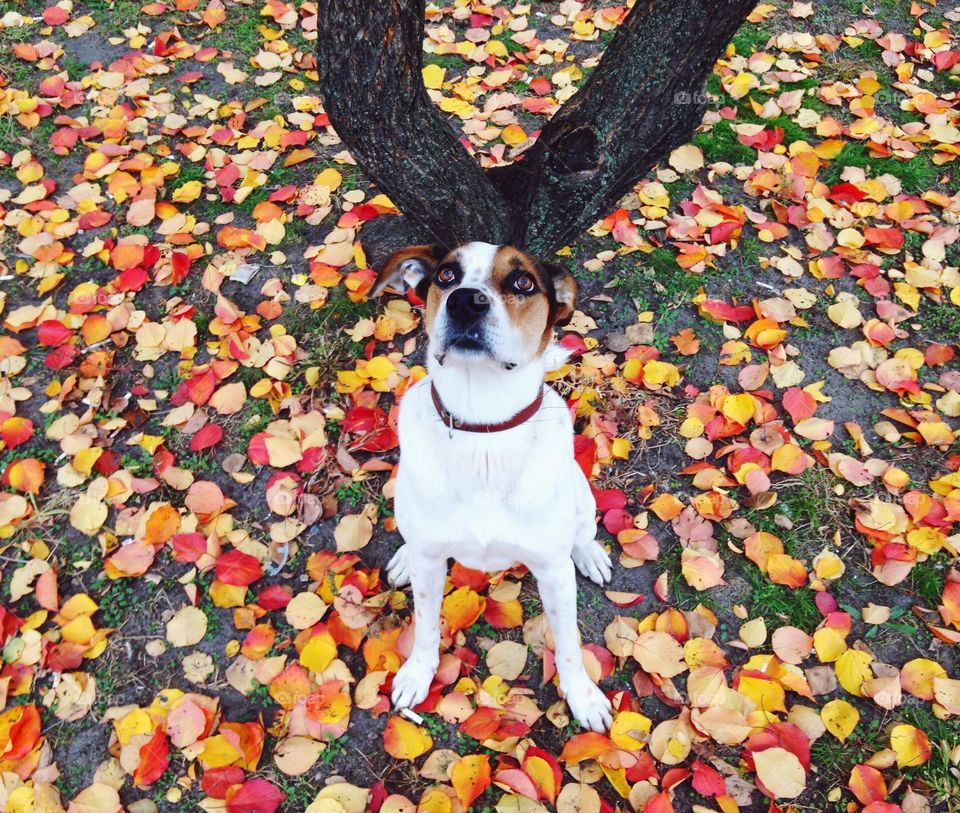 High angle view of dog sitting on autumn leafs