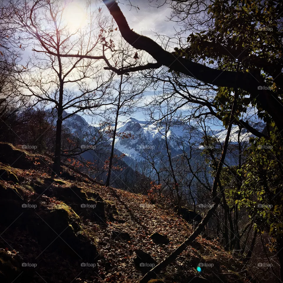 The view