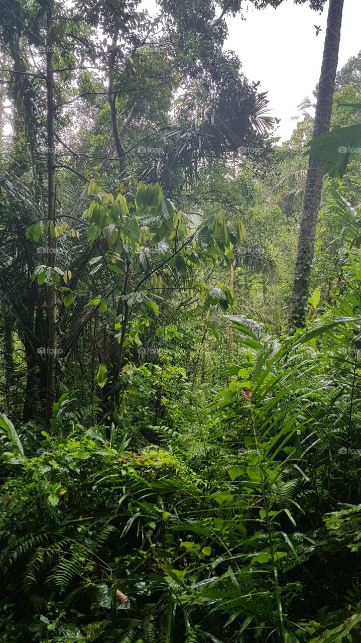 Bali Rainforest