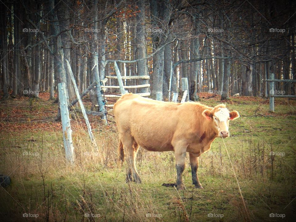 Tobermory ont farm. Cow at farm in Tobermory Ontario 
