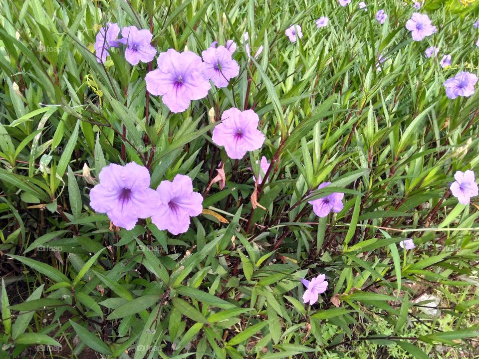 Purple flowers on the yard