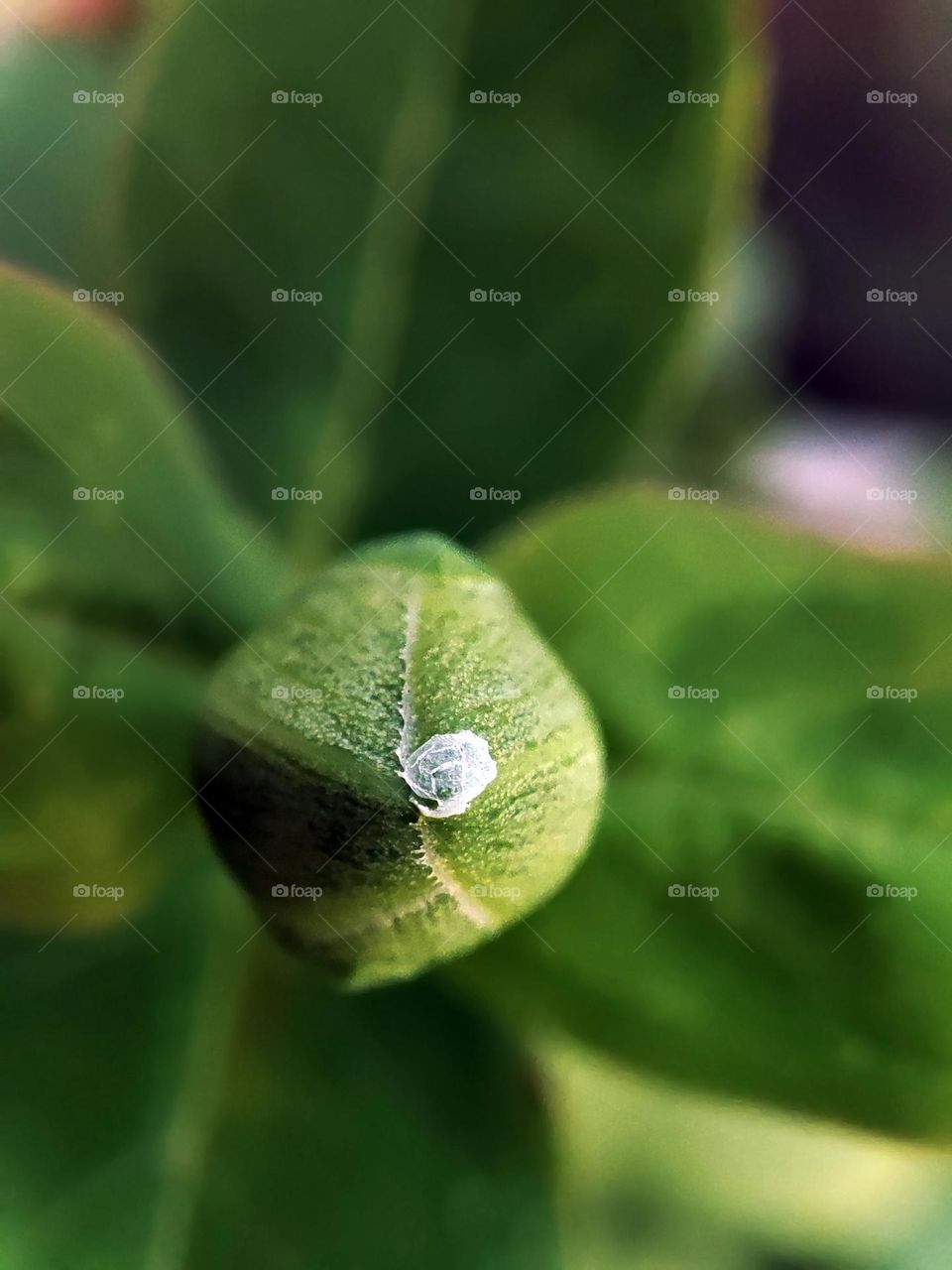 Macro photo of a flower growing in the garden