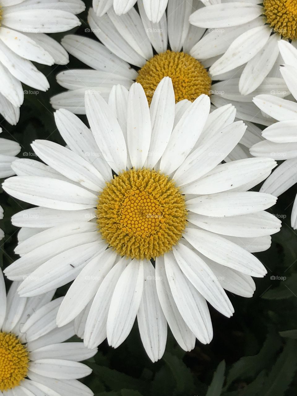 Daisy 