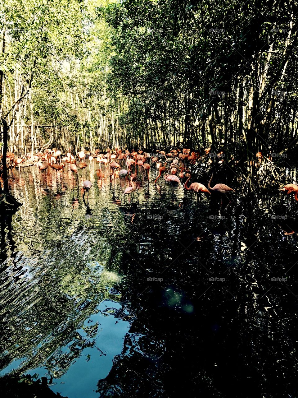 Flamingoes 