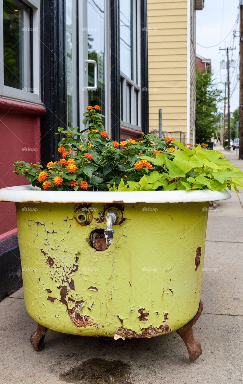 Flowers planted in an old, vintage bathtub in an urban setting