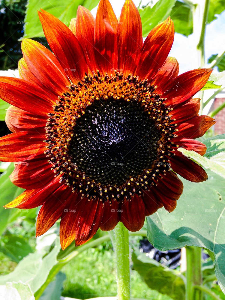 Brilliant and unique sunflower. My urban garden revealed a beautiful sunflower today! Beautiful colors. 