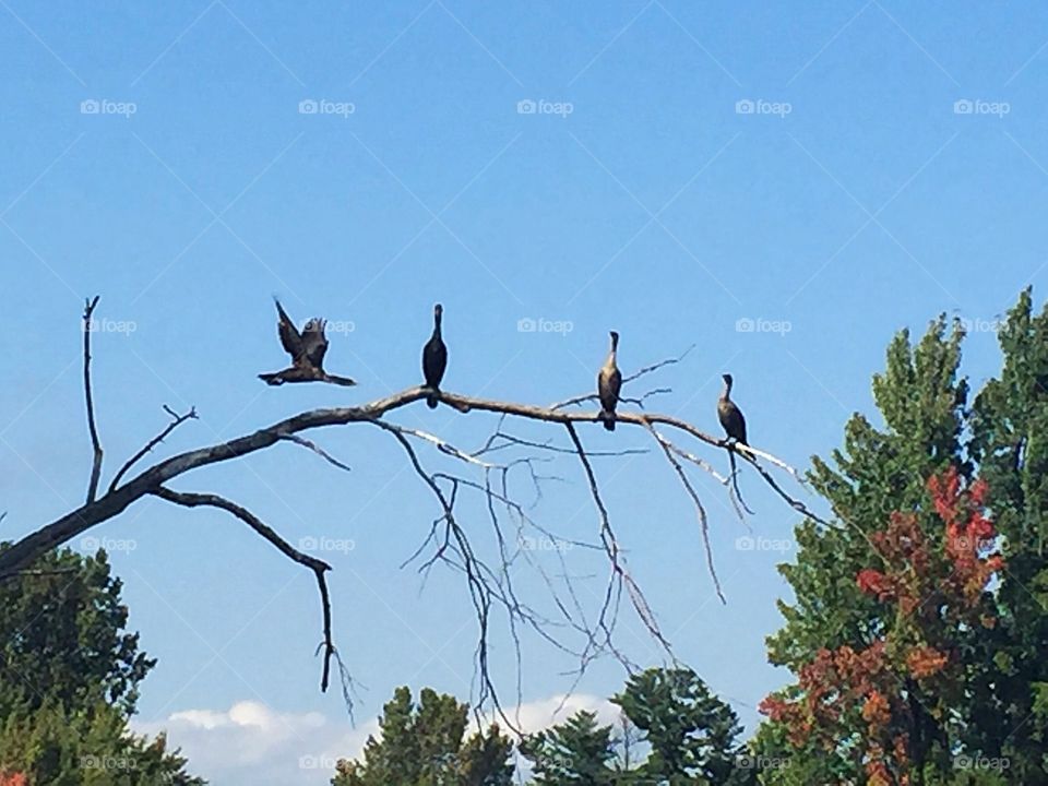 Cormorans on a branch