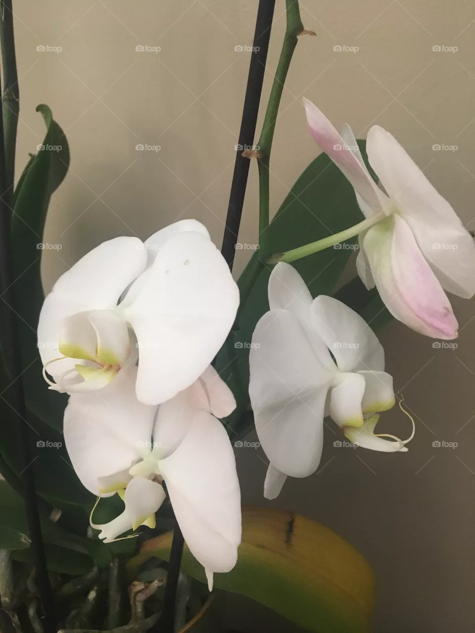 Orchid