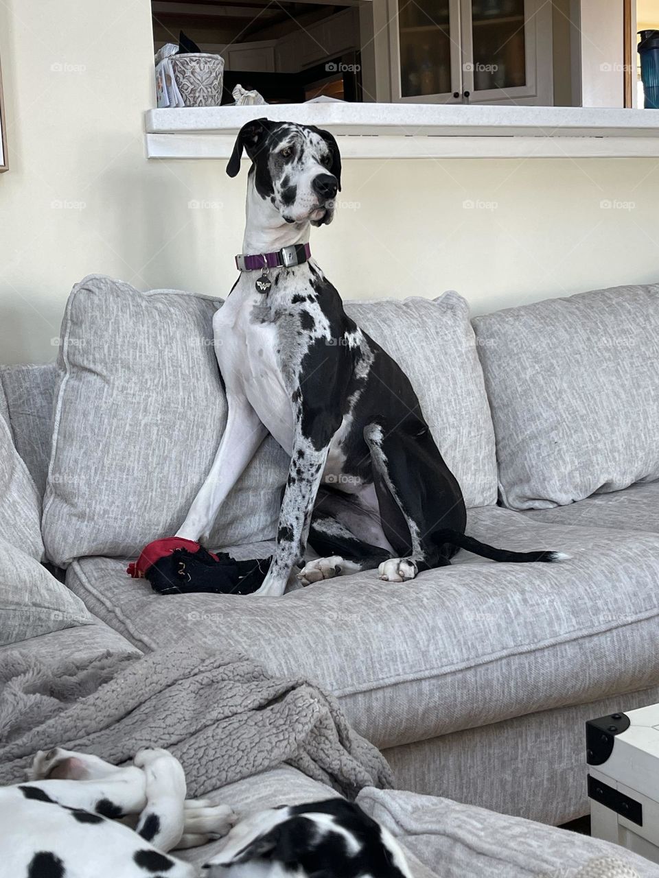 Silly girl, looking out the window, guarding her toy, creating an appeal of dominance in her domain. 