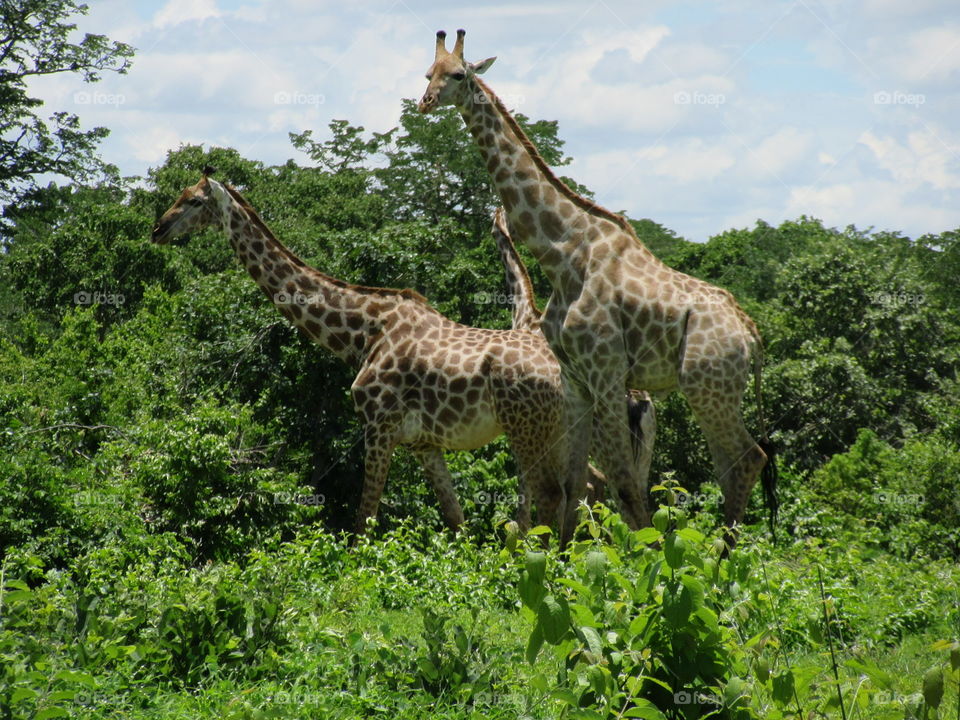 Just taking a walk in the wild. Giraffes in their natural habitat in Botswana