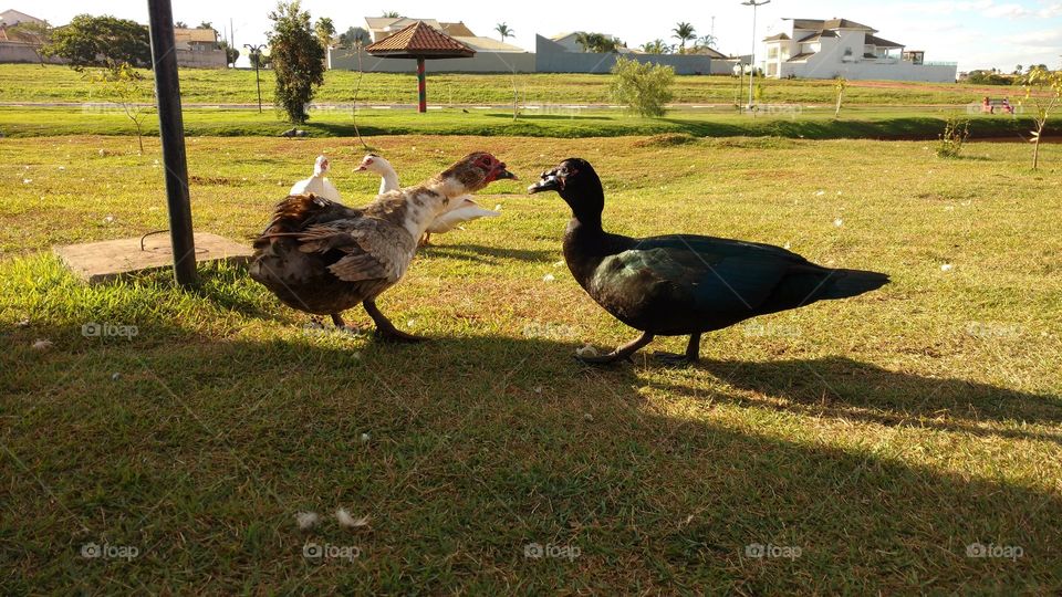 Gansos machos e fêmeas.