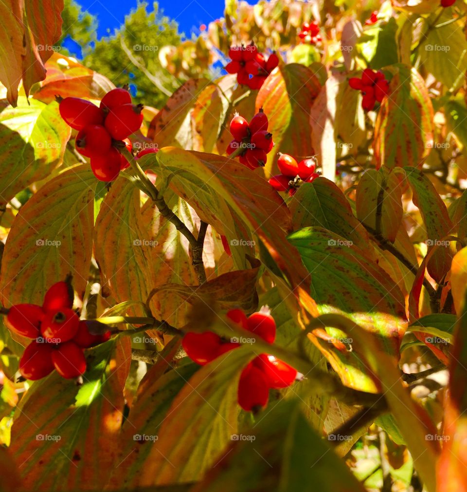 Fall Dogwood Berries 