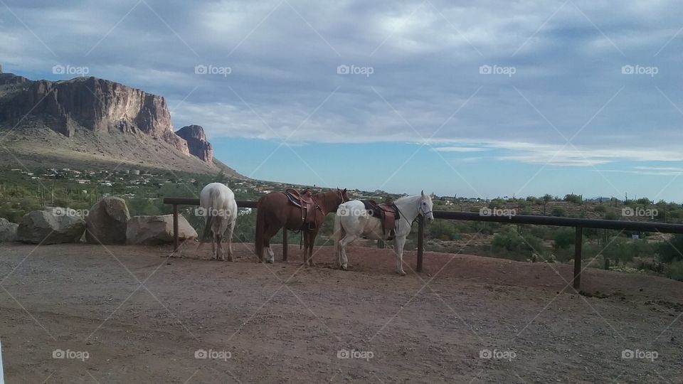 mountain and horses