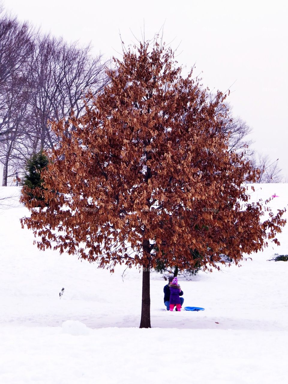 Single tree on snow covered landscape