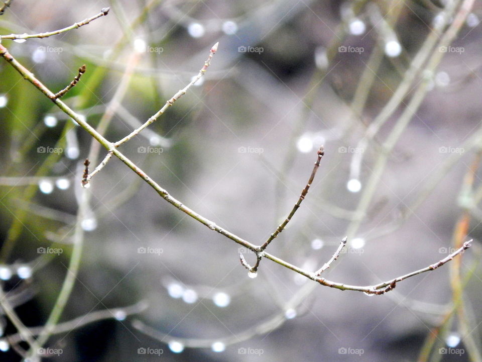 In the rainy forest