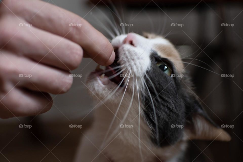 treat time! chomp!