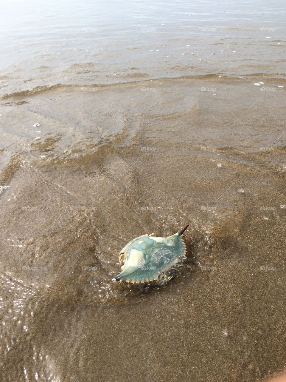 The sea does not accept the dead