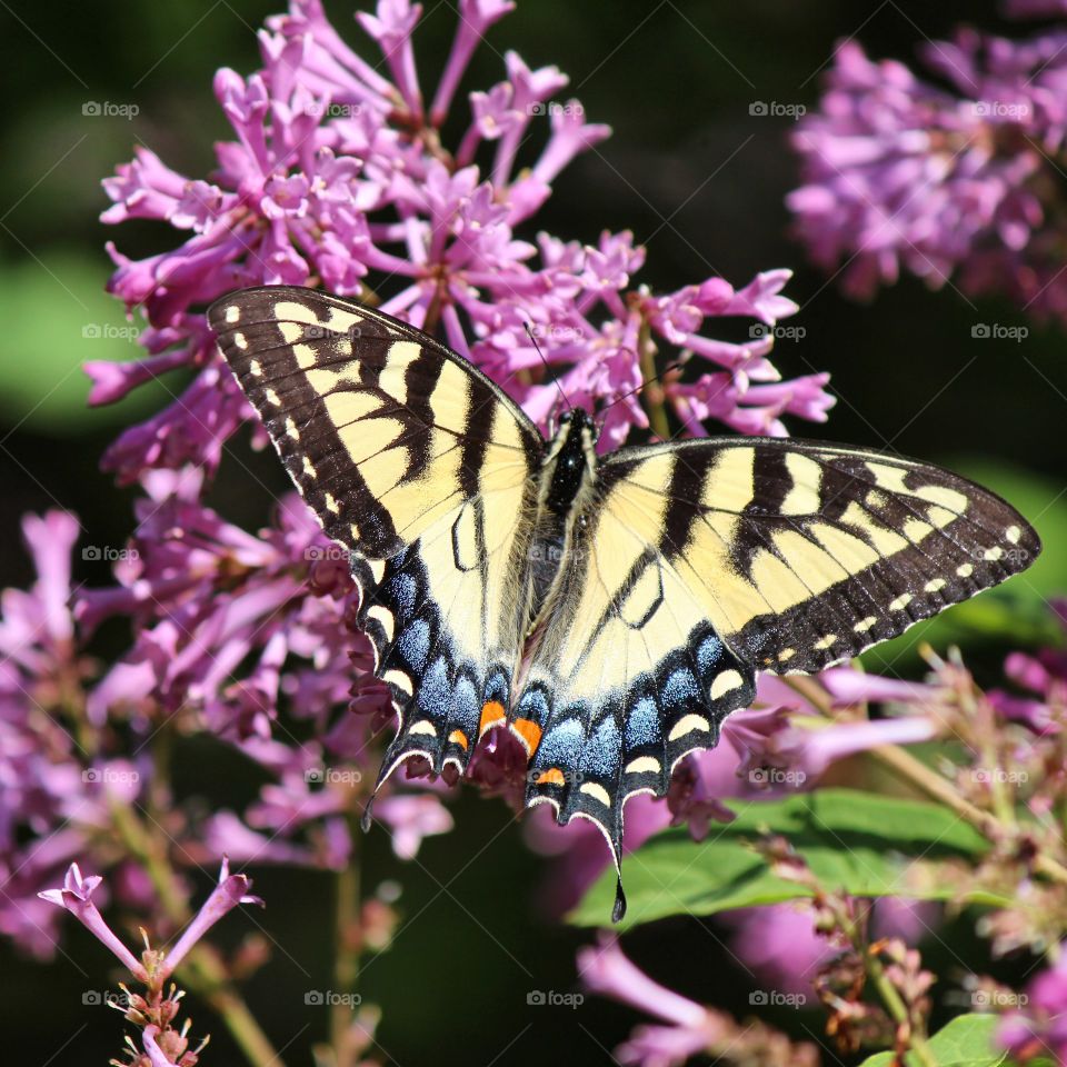 Eastern tiger swallowtail butterfly pollinating the lilac blooms